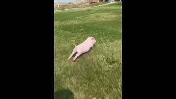 Excuse me sir do you have time to talk about our lord and savior Jesus Christ pig