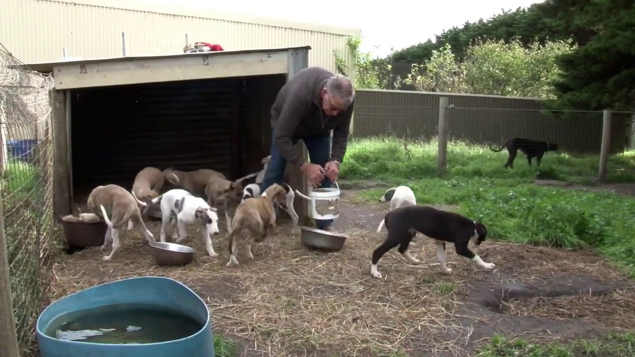greyhound breeders