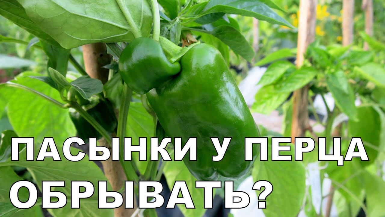 ПАСЫНКИ у ПЕРЦА. Формирование перца 1 / How to Prune Pepper Plants 1.Suckers - YouTube