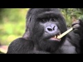 Спасение горилл в Африке при поддержке фонда Бориса и Инары Тетеревых