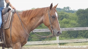 King Of The Payday - walk, jog, turns - ValleyViewRanch.net