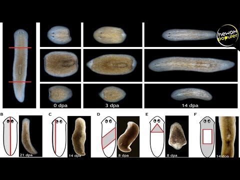 Video: Mengapa planaria dan cacing disebut cacing pipih?