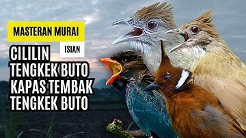 Masteran Murai Isian Kapas Tembak, Cililin, Cucak Jenggot, Tengkek Buto