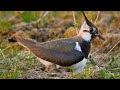 Nesting birds  northern lapwing vanellus vanellus