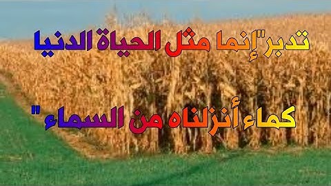 ربط آية "مثل الحياة الدنيا كماء أنزلنا من السماء...." بالواقع  آية (24) سورة يونس