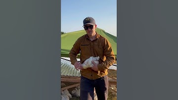 How to humanely euthanized a chicken (no tools)