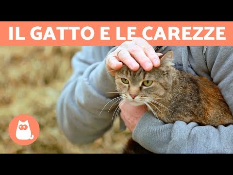 Video: I gatti possono essere timidi con la fotocamera?