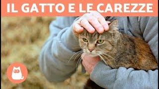 Dove accarezzare un gatto? - LE SUE ZONE PREFERITE screenshot 5