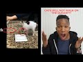 NON MUSLIM REACTS TO Cats Will Not Walk on The Quran, experiment with 5 cats