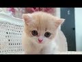 Cute cat reaction whatsapp status