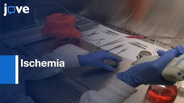 Astrocyte Reactivity and Proliferation Under Ischemic-Like Conditions | Protocol Preview