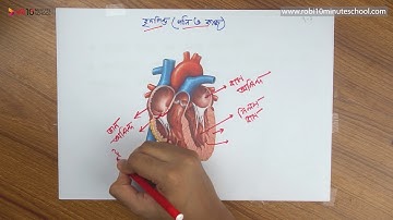 ০৬.১০. অধ্যায় ৬ : জীবে পরিবহণ - হৃদপিণ্ড (গঠন ও কাজ) [SSC]