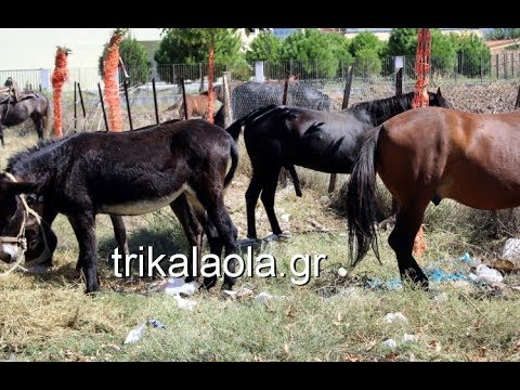 Βίντεο: Πώς να αναπαράγετε άλογα