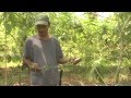 How to plant and grow vanilla - YouTube