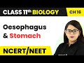 Oesophagus and Stomach - Digestion and Absorption | Class 11 Biology