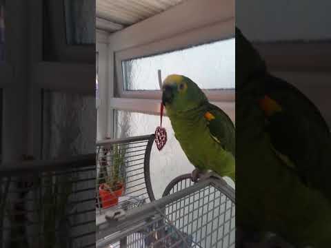 Amazon blue wing parrot singing bob marley