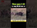 हाइना ने की लालू भैंसे की मदद 😂 । animal shorts । #shorts #ytshorts