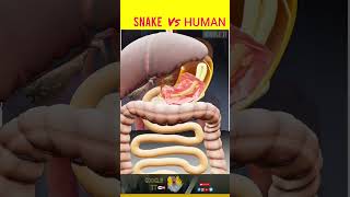 snake vs human ?? shortsyoutubeshorts snake facts