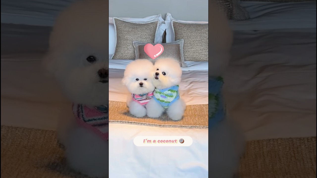 I'm a coconut🥥🐶