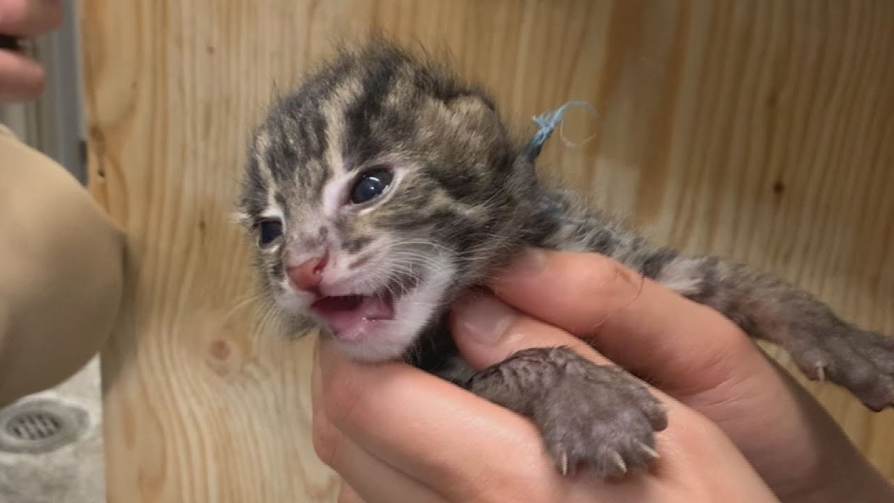 スナドリネコの赤ちゃん 鳥羽水族館 Youtube