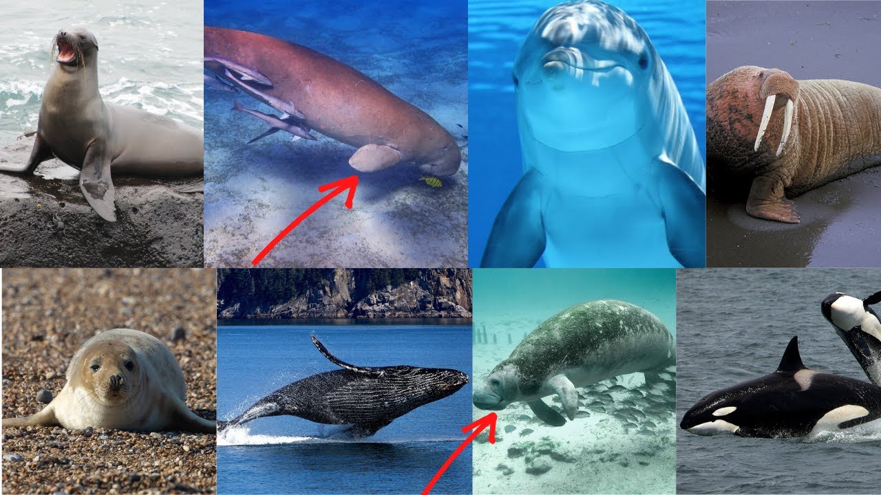 Marine Mammal Sound Effects - YouTube