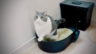 [cat vlog] A Cat that Uses Cat Litter Standing Up... and That&#39;s When It All Started