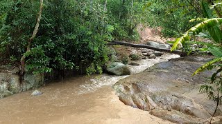 A tropical rainstorm in a tropical rainforest in Thailand (2024) (4K) Rainy season in Thailand