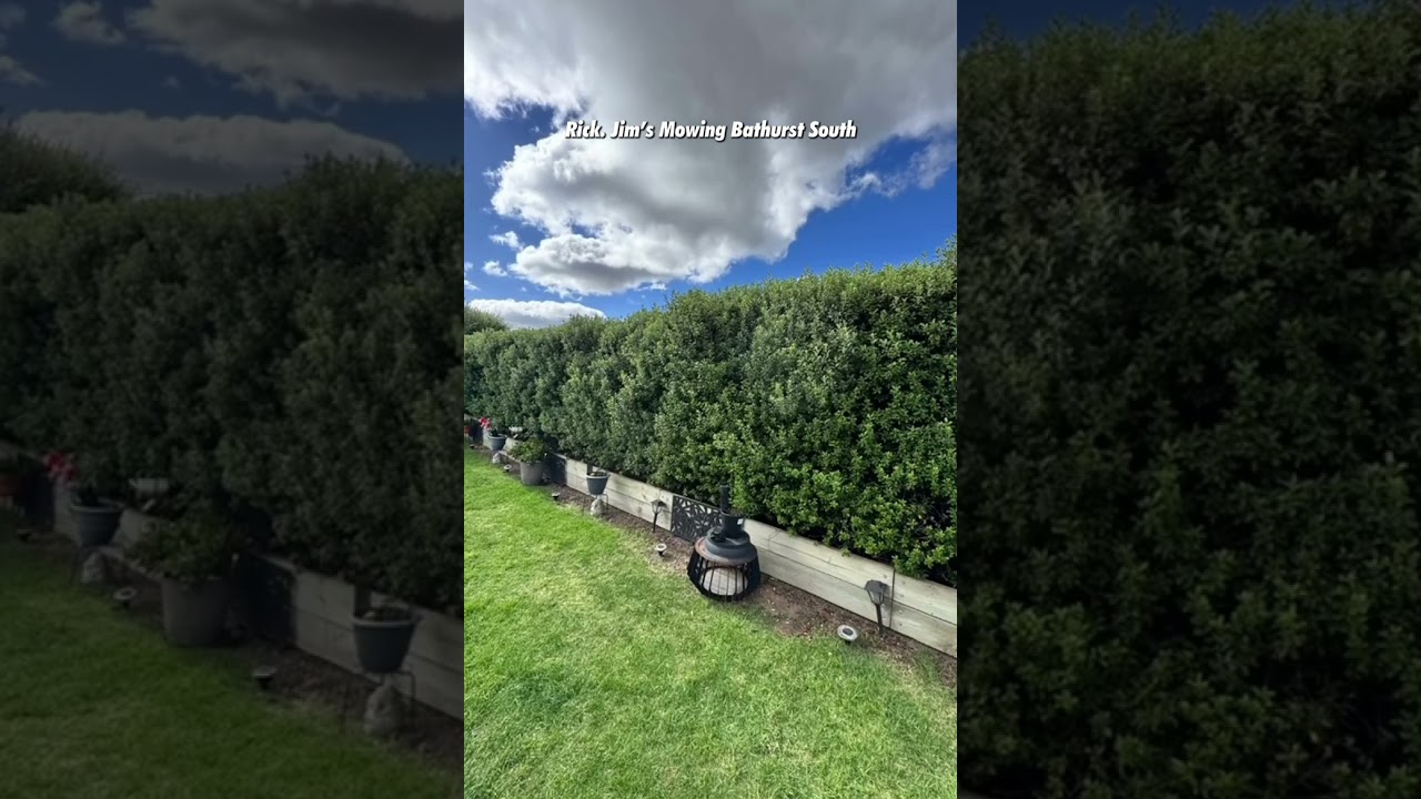 First proper cut in years! Trimming the hedge lets light in, promoting new growth to fill gaps