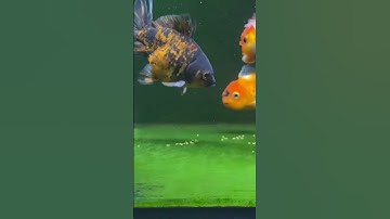 THẢM RÊU HỒ CÁ VÀNG