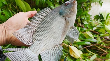 Bài Mồi Câu Rô Phi Thần Thánh 30 Phút Lên Cả Đàn