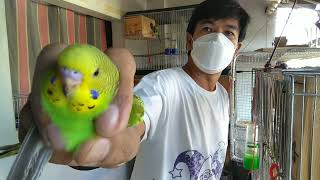 KAILAN AT BAKIT IHIWALAY ANG INAKAY #PARAKEET