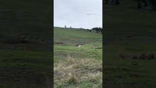 #pronghorn #antelope #antelopes #nature #nationalbisonrange