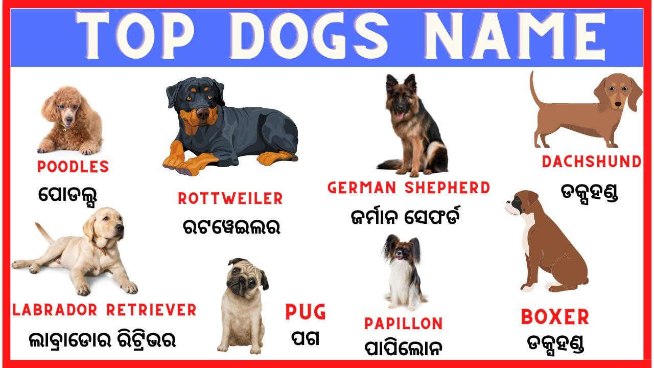 Top 100 Most Popular Dog Names | Dog category name list | Spoken ...
