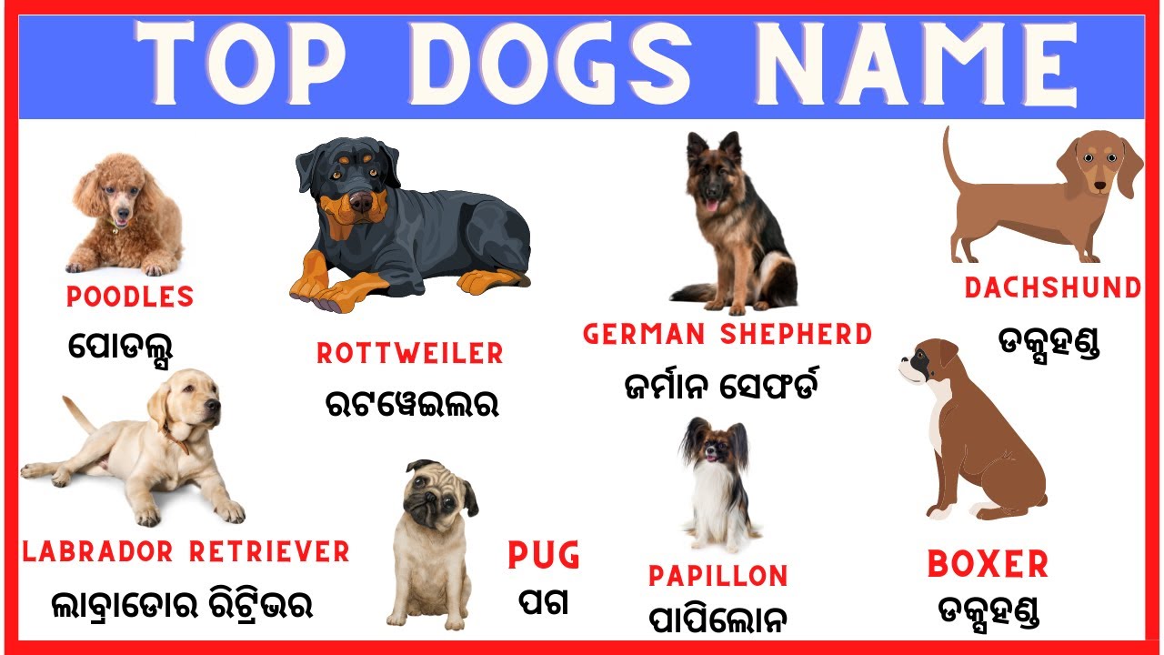 Top 100 Most Popular Dog Names Dog Category Name List Spoken