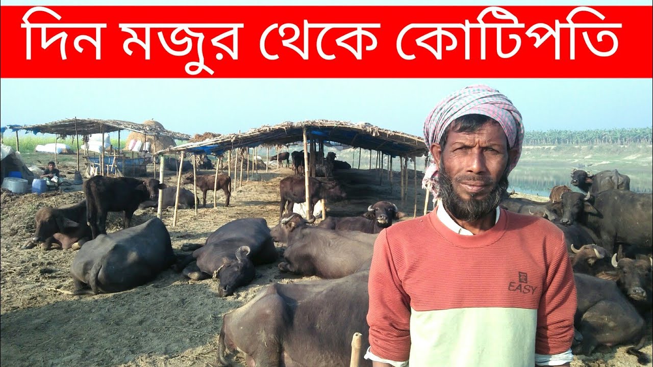 দিন মজুর থেকে বাতানে মহিষ  পালন করে কোটিপতি ঈশ্বরদীর খামারী ।