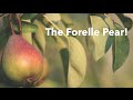 All about the forelle pear  the fruitguys