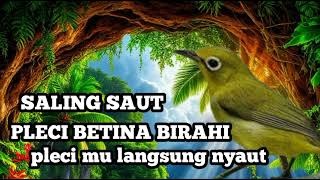 Suara pleci betina cal saling saut naik birahi pleci mu langsung nyaut
