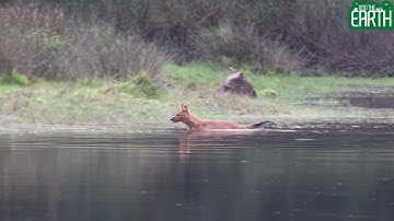 The Brutal Hunters – The Untold Story of India’s Wild Dogs (Dhole Documentary)