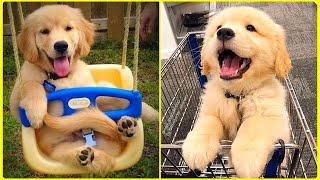 Cute and Funny Baby Dogs Videos Compilation | Cat Vines by Cat Vines 8 views 2 years ago 5 minutes, 54 seconds