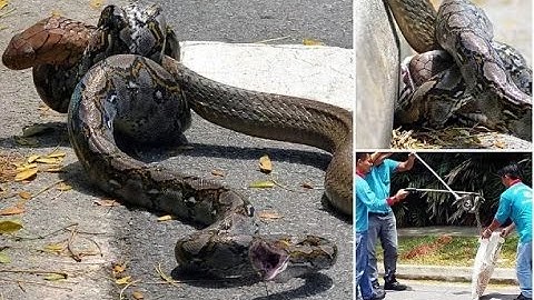 Python vs  King Cobra  Epic Snake Battle Captured On Camera PHOTOS, VIDEO
