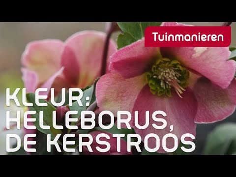 Video: Kun je een nieskruid verplaatsen?