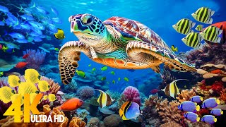 Ocean 4K  Sea Animals for Relaxation, Beautiful Coral Reef Fish in Aquarium (4K Video Ultra HD) #84
