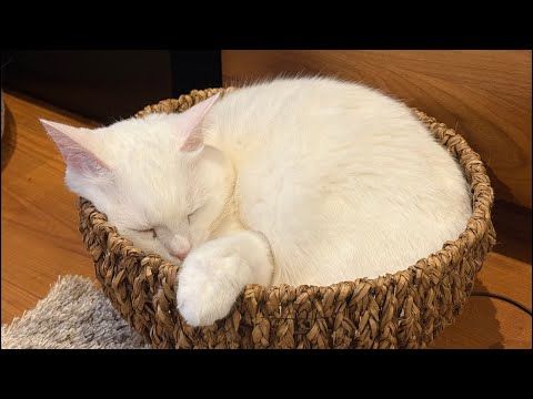 【生配信】みるくに大好物の「にゃんちゅーる」をあげます