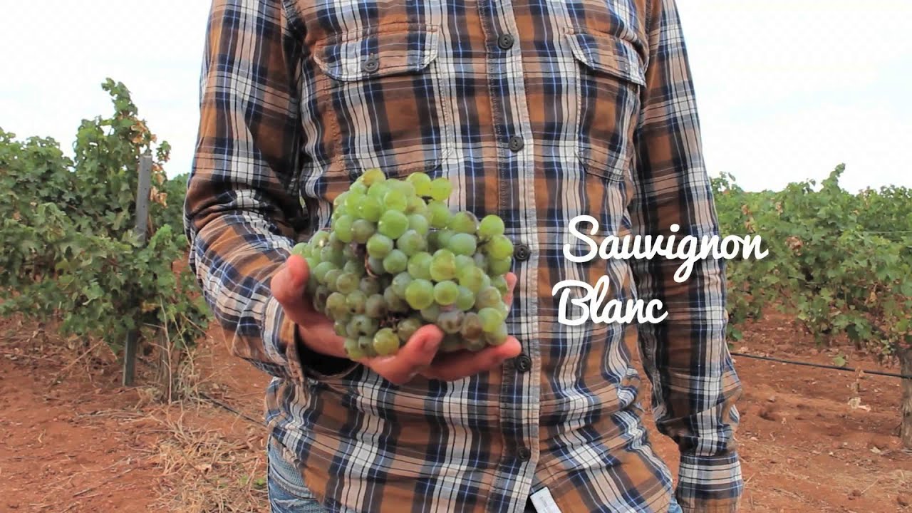 My very own Tiny Vineyard YouTube