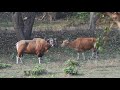 Wild Banteng Cattle March 2021 Thailand