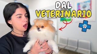 PORTO ZOE dal VETERINARIO 🐶VI DEVO PARLARE