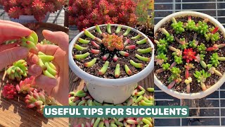 Useful Tips For Succulents  Part 69 | 多肉植物 | 다육이들 | Suculentas