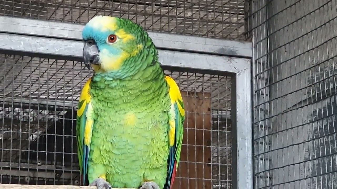 Breeding pair blue fronted amazon parrots