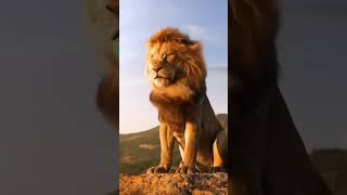 #Shorts Lion@CrisSunLife #animals #nature