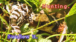 Snake - hunting, Swallow it. Red-sided Water Snake's hunt for Black-spotted pond frog.